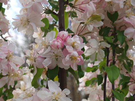 The distinctive fluffy, cottony flowers completely encircle leafless branches with single or. Flowering Crabapple Trees - Knecht's Nurseries & Landscaping