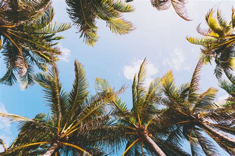 Low Angle Shot Of Palm Trees · Free Stock Photo