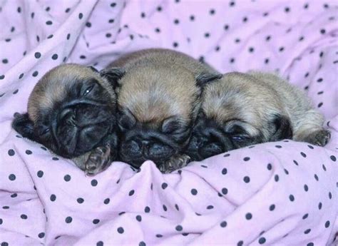 It is with massive regret we have to sell rolo. Three newborn Pugs......So cute!!! | Pugs, Pets, Dogs