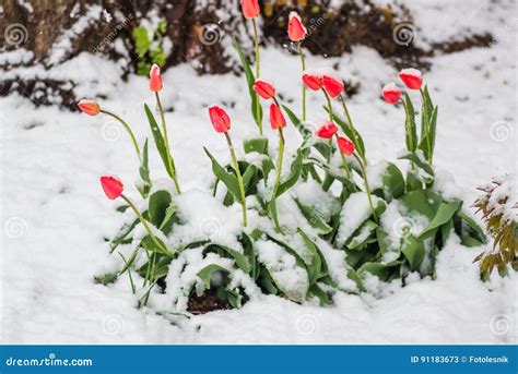 Red Tulip Flowers In Spring Covered Cold Snow Stock Image Image Of