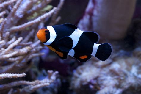 Photon Clownfish Genetics A Tale Of A Promiscuous Female Onyx Percula