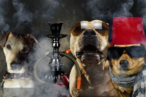 Dog Smoking Parlor Investigated In Southampton Dans Papers
