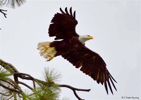 Ferry County Washington State Usa Bald Eagles Of Ferry County
