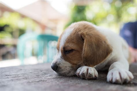 He looks so funny leaning over that table. portrait of small cute puppy dog sleeping because he is ...