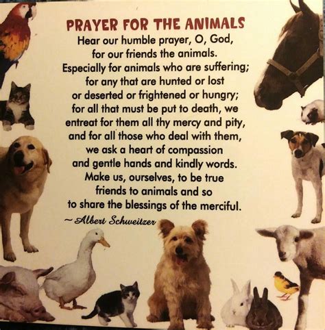 Prayer For Animals St Francis