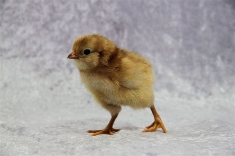 Cute Fluffy Chick Free Stock Photo Public Domain Pictures
