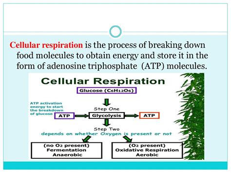 Plants cells undergo a process called photosynthesis where light energy from the sun is used to convert carbon. Cellular Respiration - online presentation