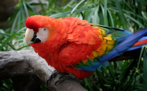 How To Say Parrot In German What Is The Meaning Of Papagei Ouino