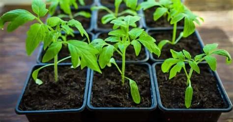 How And When To Transplant Tomato Seedlings From Seed Tray