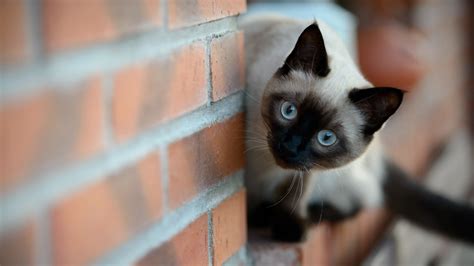 They get their name from this location, as thailand was at that point it is thought that these distinctive cats were the descendants of an ancient cat found in the temples of siam. Siamese Cat HD Wallpaper | Background Image | 1920x1080 ...