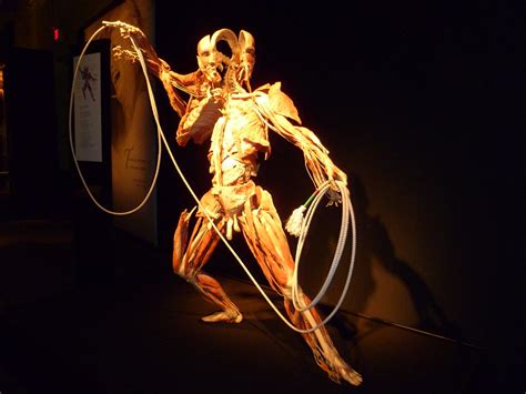 Opening Of Body Worlds Vital The Lassoer Is One Of The A Flickr
