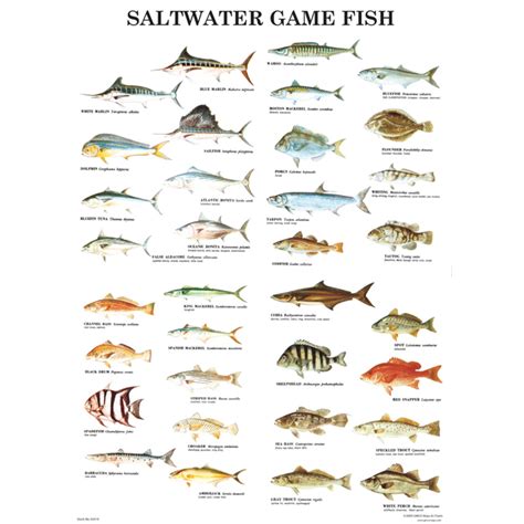 Gmcos Saltwater Game Fish Poster Laminated Gmco Maps