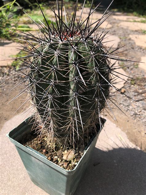 Carnegiea Gigantea Giant Saguaro Cactus