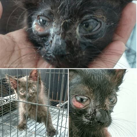 Ubat Sakit Mata Kucing | Kujie2.com