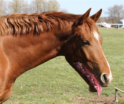Youve Seen Nothing Until Youve Seen Horses With Dog Mouths The Poke