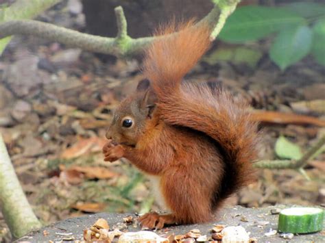 Should The Uk Kill Grey Squirrels To Save The Endangered Reds
