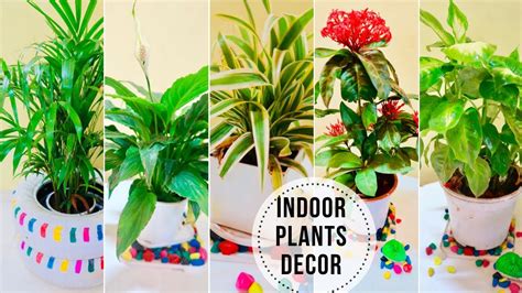 Best Indoor Plants In India For Decoration Easy To Grow Indoor Plants