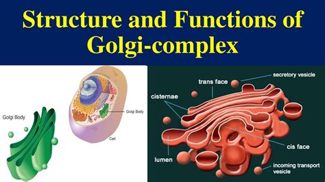 Golgi Complex Golgi Apparatus Golgi Body Structure Of Golgi