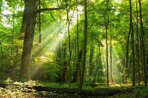 10 Reasons Why Forest Conservation Is Important Tech Kashif