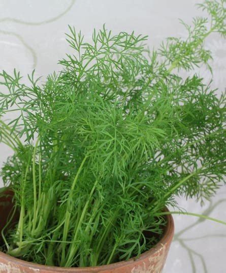 Herb Of The Week May 13 Rohrs Nursery