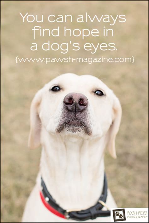 As Dogs Would Say Dog Quote 10 Pawsh Magazine