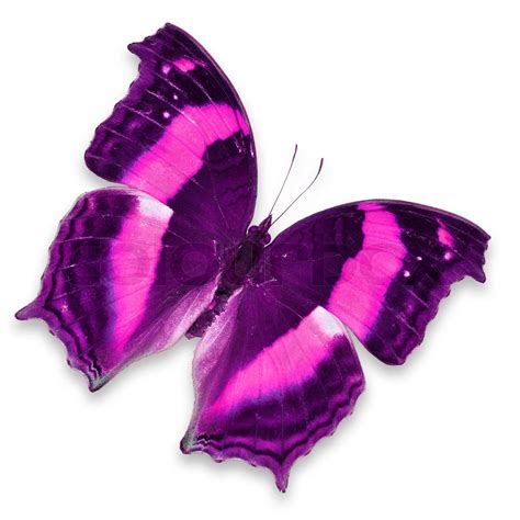 Pink Butterfly Stock Bild Colourbox