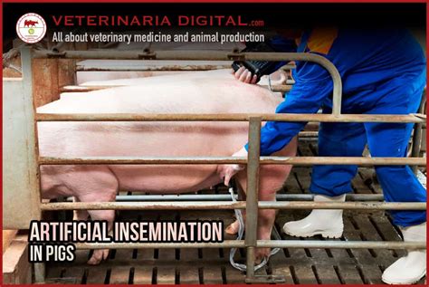 Artificial Insemination In Pigs Swine Reproduction Pig Farming