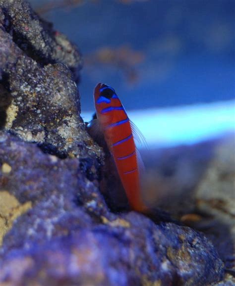 Catalina Gobies Beautiful Fish With Some Important Care Requirements