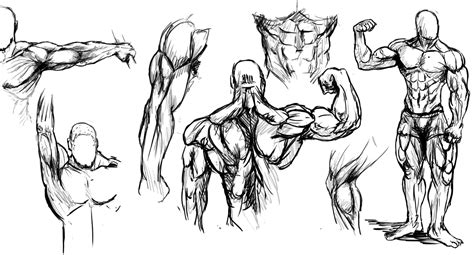 An artist needs to think about the 3d shape of the muscles to give the figure an illusion of volume. How to Draw Muscles, Step by Step, Anatomy, People, FREE ...