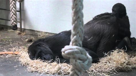 Gorilla Baby At Taronga Zoo 17815 Youtube