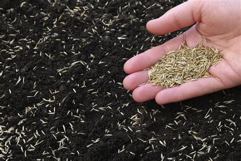 How To Sow Grass Seed Complete Guide Bury Hill Topsoil