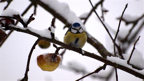 Birds Snow Branch Nature Twigs Titmouse Wallpapers Hd