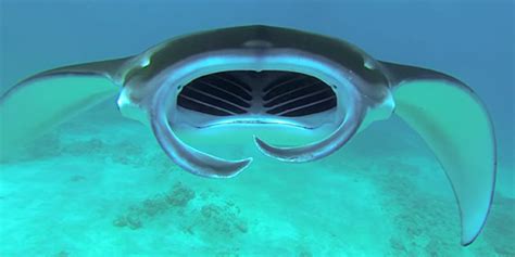 Get Up Close And Personal With Giant Oceanic Manta Rays Huffpost
