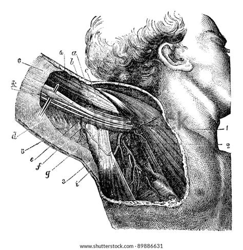 Armpit Anatomy Diagram