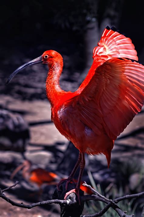 Scarlet Ibis Beautiful Birds Unique Animals Pet Birds