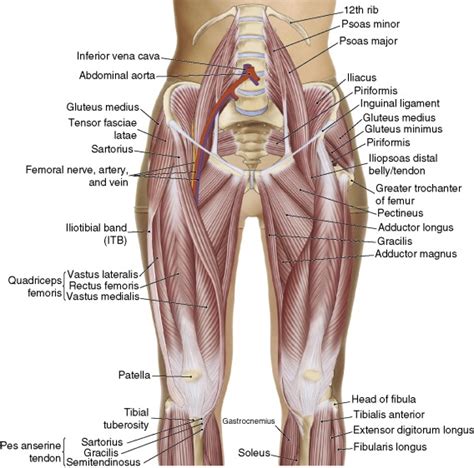Diagram Of Hip Muscles And Tendons Tyler Edmonds