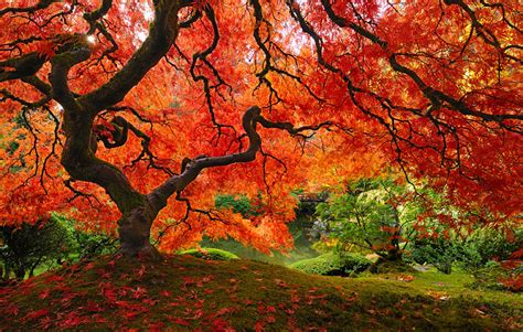 18 Of The Most Beautiful Trees In The World