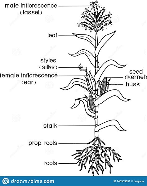 Coloring Page With Parts Of Plant Morphology Of Corn