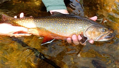 Another Phenomenal Canadian Brook Trout Trip Salmon Trout Salmon Trout In Depth Outdoors