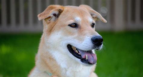 Yellow Lab Akita Mix A Unique And Strong Willed Combination