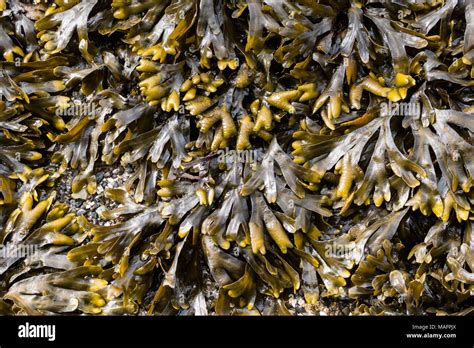 Bladderwrack Seaweed Fucus Gardneri Is An Edible Kelp That Grows In