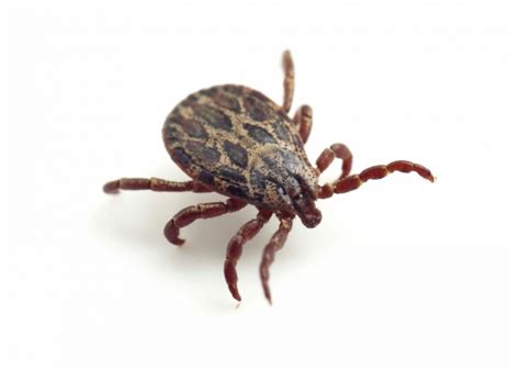 Americas Most Common Ticks And How To Identify Them Stacker