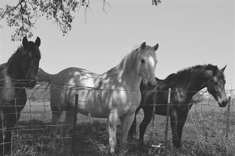 Gambar Hitam Dan Putih Tanah Pertanian Binatang Menyusui Kuda