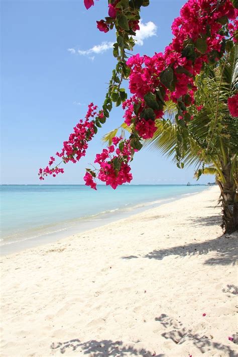 tropical flowers on beach in 2020 beautiful landscapes beautiful nature beautiful places nature