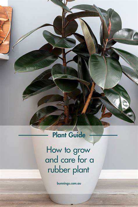 How To Grow And Care For A Rubber Plant Plants Rubber Plant Indoor