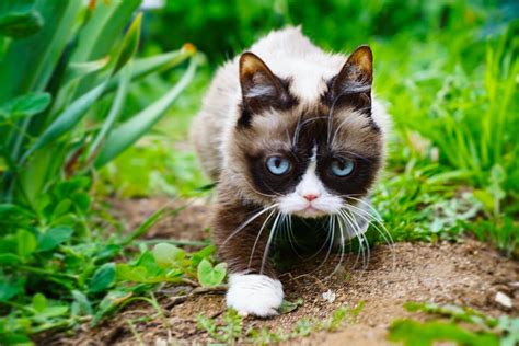 Grumpy Cat In A Jungle Meme Generator