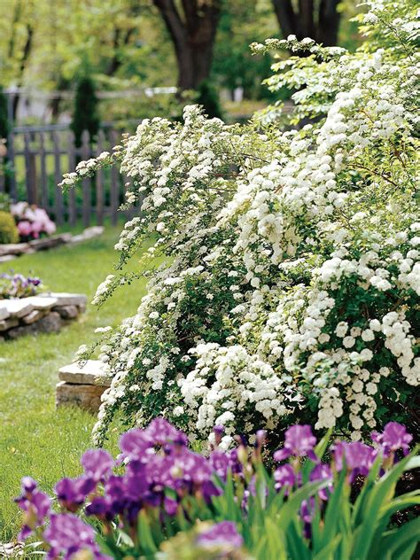 Your spirea blooming stock images are ready. The Top 13 Summer-Flowering Shrubs That Don't Need a Lot ...