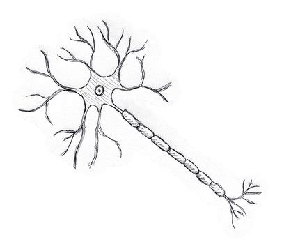 Aggregate More Than 76 Draw The Structure Of Neuron Best Xkldase Edu Vn