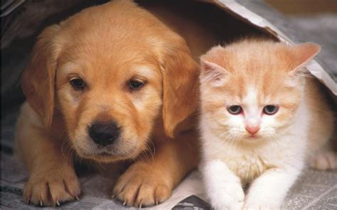 슬픈 고양이와 개 귀여운 강아지와 고양이 벽지 1280x800 Wallpapertip