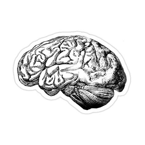 Brain Anatomy Sticker For Sale By Stilleskygger Stickers Aesthetic